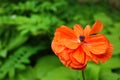 Beautiful red poppy flower in spring garden Royalty Free Stock Photo