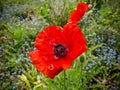 Beautiful red poppy flower in the sun found in a green garden Royalty Free Stock Photo