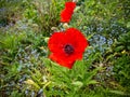 Beautiful red poppy flower in the sun found in a green garden Royalty Free Stock Photo