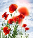 Beautiful red poppy flowers against sky with clouds Royalty Free Stock Photo