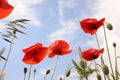 Beautiful red poppy flowers against blue sky with clouds Royalty Free Stock Photo