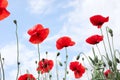 Beautiful red poppy flowers against sky with clouds, closeup Royalty Free Stock Photo