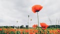 Beautiful red poppy flowers in bloom, cloudy sky, summer meadow Royalty Free Stock Photo