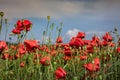 Beautiful red poppy flowers blooming in the field. Royalty Free Stock Photo