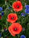 Beautiful red poppy flowers Royalty Free Stock Photo