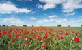 Beautiful red poppy flowers in a field with a blue sky Royalty Free Stock Photo