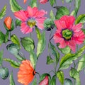 Beautiful red poppy flowers with green leaves on gray background. Seamless floral pattern. Watercolor painting. Royalty Free Stock Photo