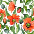 Beautiful red poppy flowers with green leaves on white background. Seamless vivid floral pattern. Watercolor painting. Royalty Free Stock Photo