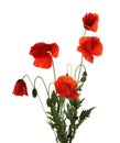 Beautiful red poppy flowers isolated Royalty Free Stock Photo