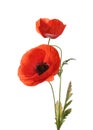 Beautiful red poppy flowers isolated Royalty Free Stock Photo