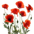 Beautiful red poppy flowers isolated Royalty Free Stock Photo