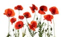 Beautiful red poppy flowers isolated Royalty Free Stock Photo