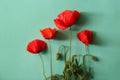 Beautiful red poppy flowers on blue background, flat lay Royalty Free Stock Photo