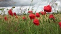 Beautiful red poppy flowers Papaveroideae moving in the wind in front of a harvested wheat field