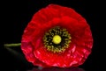 Beautiful Red Poppy flowers studio shot Royalty Free Stock Photo
