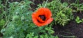 Beautiful red poppy flowers found in a green garden on a sunny day Royalty Free Stock Photo