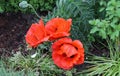 Beautiful red poppy flowers found in a green garden on a sunny day Royalty Free Stock Photo