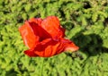 Beautiful red poppy flowers found in a green garden on a sunny day Royalty Free Stock Photo