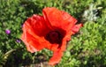 Beautiful red poppy flowers found in a green garden on a sunny day Royalty Free Stock Photo