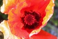 Beautiful red poppy flowers found in a green garden on a sunny day Royalty Free Stock Photo