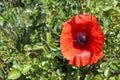 Beautiful red poppy flowers found in a green garden on a sunny day Royalty Free Stock Photo