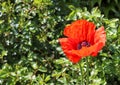 Beautiful red poppy flowers found in a green garden on a sunny day Royalty Free Stock Photo