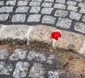 Beautiful red poppy flowers found in a green garden on a sunny day Royalty Free Stock Photo