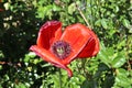 Beautiful red poppy flowers in the sun found in a green garden Royalty Free Stock Photo