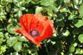 Beautiful red poppy flowers in the sun found in a green garden Royalty Free Stock Photo