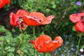 Beautiful red poppy flowers in the sun found in a green garden Royalty Free Stock Photo