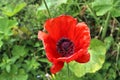 Beautiful red poppy flowers in the sun found in a green garden Royalty Free Stock Photo