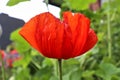 Beautiful red poppy flowers in the sun found in a green garden Royalty Free Stock Photo