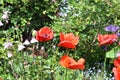 Beautiful red poppy flowers in the sun found in a green garden Royalty Free Stock Photo