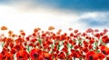 Red poppy flowers under blue sky with clouds, banner design Royalty Free Stock Photo