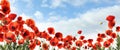 Beautiful red poppy flowers under sky with clouds, banner design Royalty Free Stock Photo