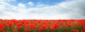 Red poppy flowers under blue sky with clouds, banner design Royalty Free Stock Photo