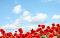 Beautiful red poppy flowers under sky with clouds Royalty Free Stock Photo