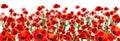 Beautiful red poppy flowers on background. Banner design Royalty Free Stock Photo