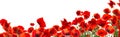 Beautiful red poppy flowers on background. Banner design Royalty Free Stock Photo