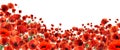 Beautiful red poppy flowers on background. Banner design Royalty Free Stock Photo
