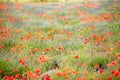 Field of red poppy and flower in Provance