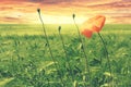 Beautiful red poppy on a wheat field landscape at sunset or sunrise Royalty Free Stock Photo