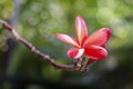 Beautiful red Porcelain flowers