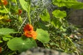 Beautiful red pumpkin flower growing in my parents garden, surrounded by green leaves and dense vegetation Royalty Free Stock Photo