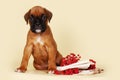 Beautiful red puppy boxer sitting next to autumn berries and sta
