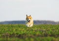 Beautiful red puppy dog Corgi running fast on green grass on spring meadow with a green young grass funny opening your mouth