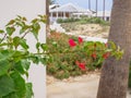 Beautiful red and purple bush fowers in blossom in autumn in Ayia Napa, Cyprus