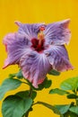 Beautiful red and purple colored hibiscus flower