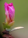 Beautiful Red Purslane in evening, petal closed