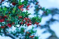 Beautiful red pyracantha coccinea in the garden. Red seeds of pyracantha coccinea or firethorn in autumn. Great picture of the be Royalty Free Stock Photo